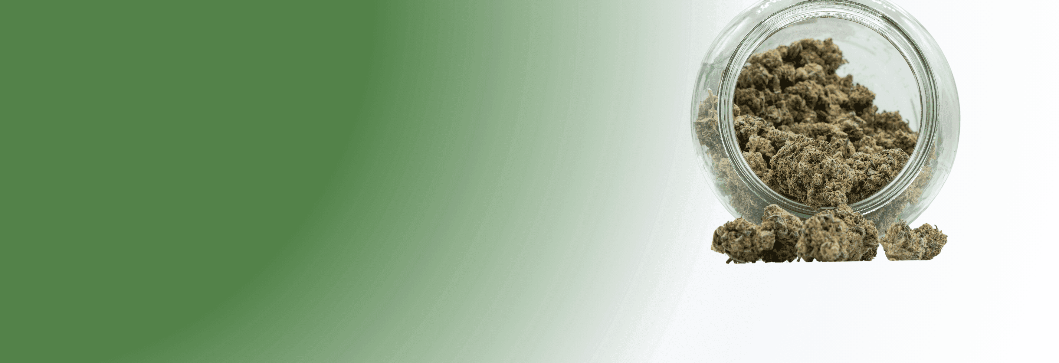 Frische Cannabisblüten in einem Glasbehälter